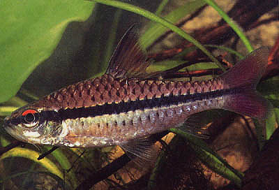 Барбус длиннополосый (Barbus holotaenia)