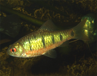 Барбус зеленый (Barbus semifasciolatus, Puntius semifasciolatus)