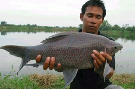 Лабео черный, черный морулис (Labeo chrisophecadion, Morulius chrysophekadion, Black shark)