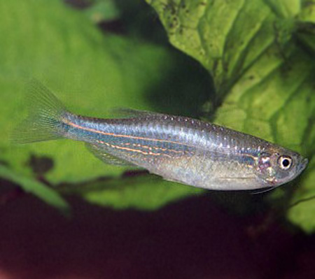 Данио голубой, данио Керра (Brachydanio kerri, Blue Danio) 