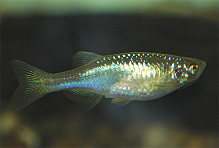  ,   (Brachydanio albalineatus, Pearl danio)