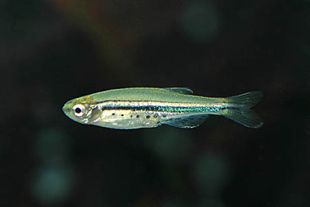  ,  ,   (Brachydanio nigrofasciatus, Danio nigrofasciatus)