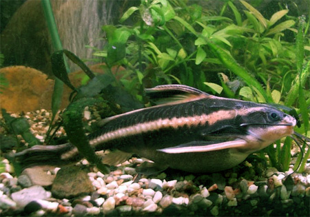 ,  ,   (Platydoras costatus)