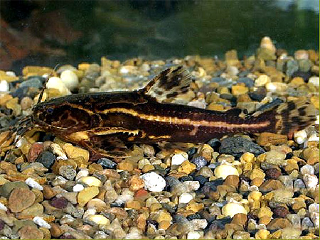   (Acanthodoras cataphractus)