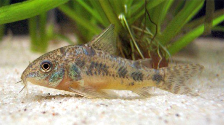 Коридорас крапчатый, Сомик крапчатый (Corydoras paleatus)