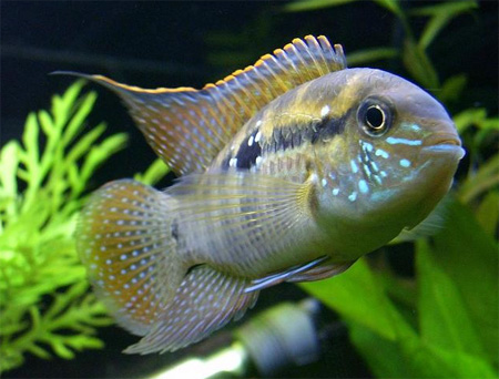 http://www.aquariumhome.ru/images/content/fish/47.jpg