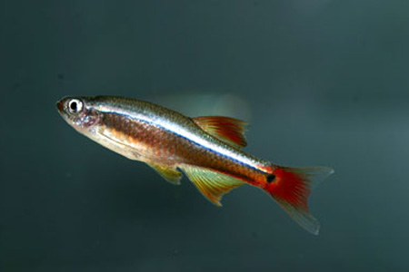  (Tanichthys albonubes)