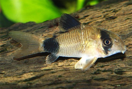 Коридорас панда (Corydoras panda)