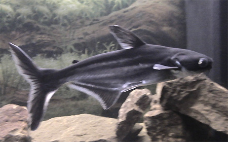 Акулий сом, пресноводная акула, сиамский пангасиус (Pangasius sutchi)