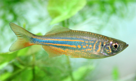 Данио Деварио (Danio devario)