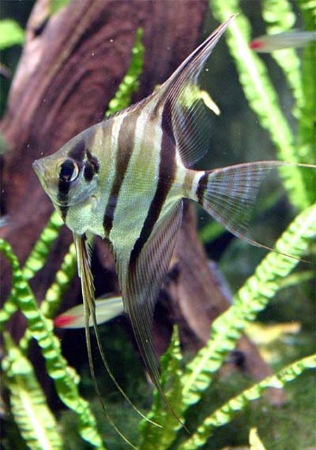 Скалярия высокая или высокотелая (большая) (Pterophyllum altum Pellegrin)