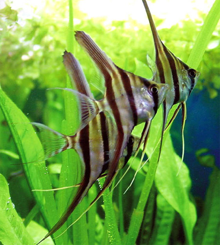 Скалярия высокая или высокотелая (большая) (Pterophyllum altum Pellegrin)