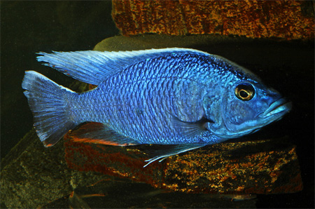 Васильковый хаплохромис, хаплохромис Джексона (Sciaenochromis fryeri)