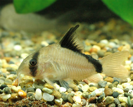 Сомик мета (corydoras metae)