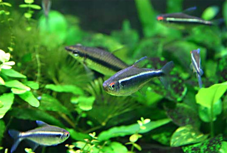   (Hyphessobrycon herbertaxelrodi)