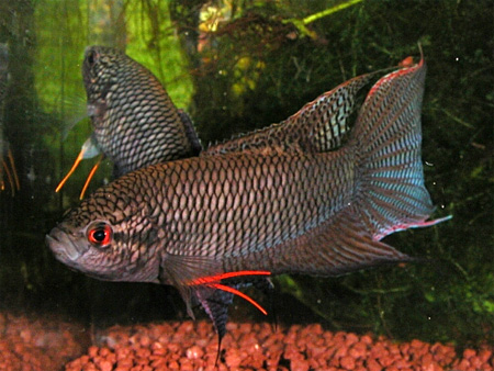 http://www.aquariumhome.ru/images/content/fish/65.jpg