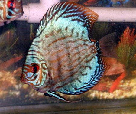   (Symphysodon aequifasciata haraldi)