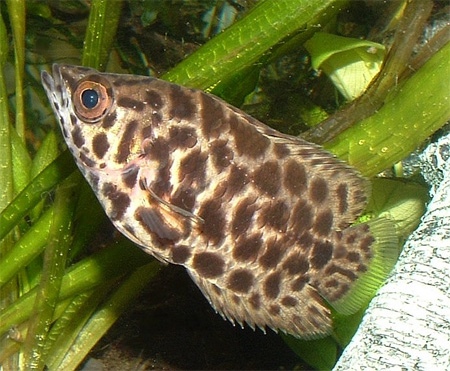 http://www.aquariumhome.ru/images/content/fish/67.jpg