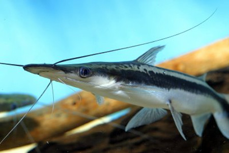  ,  ,  -,   (Shovelnose catfish, Lima Shovelnose catfish, Duckbill, Ducbeak catfish)