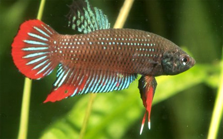  ,  ,    (Betta imbellis)