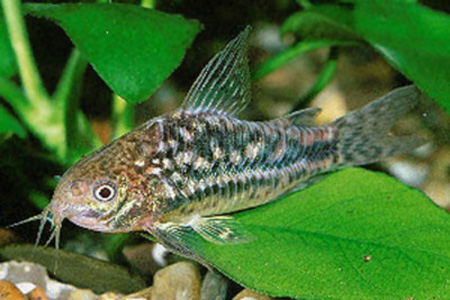   (Corydoras undulates)