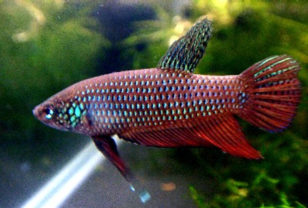      (Betta smaragdina)