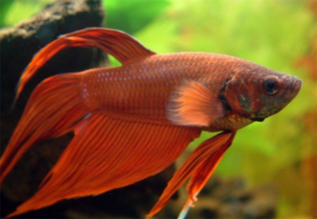 ,     (Betta splendens)