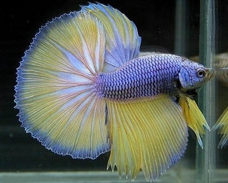 ,     (Betta splendens)