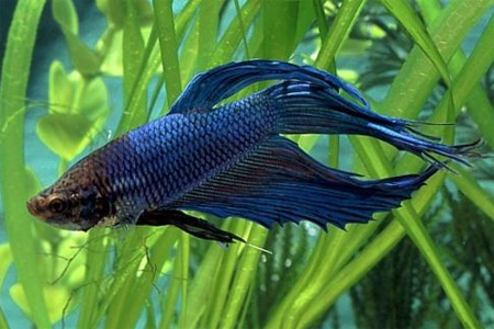 Петушок, или рыбка бойцовая обыкновенная (Betta splendens)