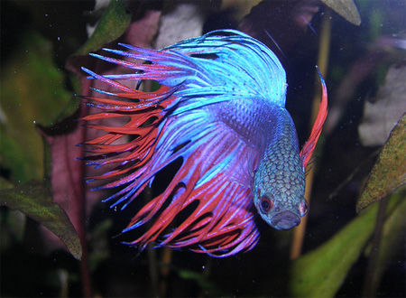 ,     (Betta splendens)