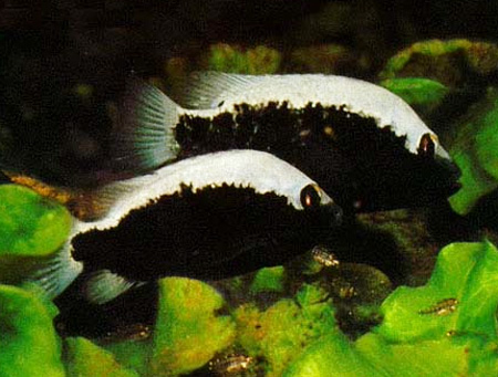   (Cichlasoma bartoni)