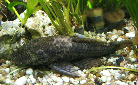   (Ancistrus leucostictus) 