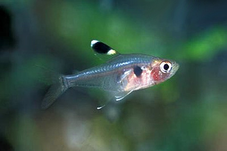  ,  (Hyphessobrycon griemi)