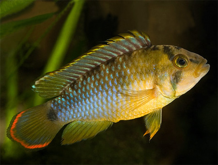 -  (Apistogramma nijsseni, Panda dwarf cichlid, Nijssens dwarf cichlid, Panda apisto)