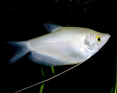 Гурами лунный (Trichogaster microlepis)