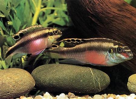 Попугай (Pelvicachromis pulcher, Pelvicachromis kribensis) 