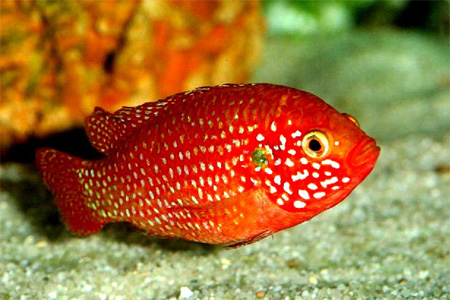   (Hemichromis lifalili)