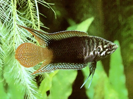 Макропод круглохвостый, китайский макропод (Macropodus chinensis)