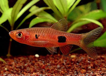   (Rasbora kalochroma)