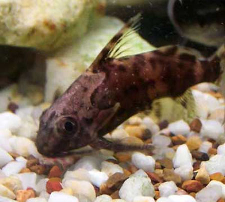 - (Synodontis nigriventris)