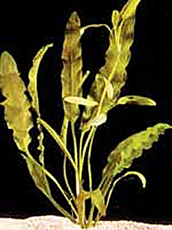 Апоногетон волнистый, живородящий (Aponogeton stachysporus, undulatus). 
Аквариумные растения. Описание растений