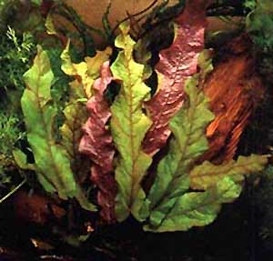 Барклайя длиннолистная (Barclaya longifolia). 
Аквариумные растения. Описание растений