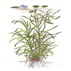 Эйхорния разнолистная (Eichornia diversifolia). 
Аквариумные растения. Описание растений для аквариумов