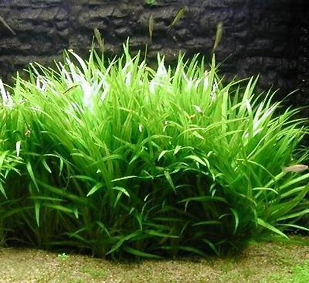   (Echinodorus latifolius, echinodorus xingu)