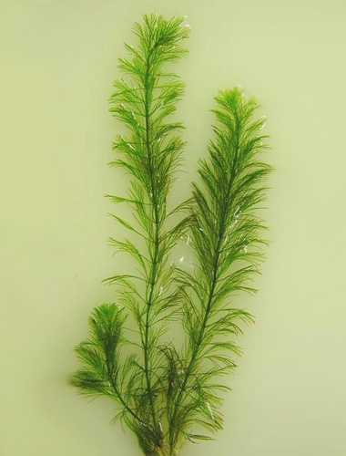 Перистолистник повойничковый или уруть елочная (Myriophyllum elatinoides). 
Аквариумные растения. Описание растений для аквариумов