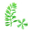 Перистолистник повойничковый или уруть елочная (Myriophyllum elatinoides). 
Аквариумные растения. Описание растений для аквариумов