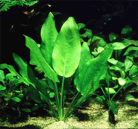 Эхинодорус Ашерсона (Echinodorus aschersonianus). 
Аквариумные растения. Описание растений