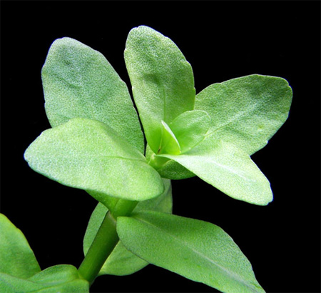   (Bacopa madagascariensis)