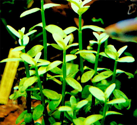 Бакопа мадагаскарская (Bacopa madagascariensis). 
Аквариумные растения. Описание растений для аквариумов