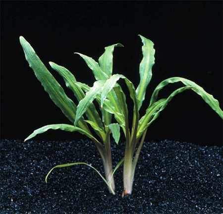 Криптокорина беловатая, Криптокорина Албида (Cryptocoryne albida). 
Аквариумные растения. Описание растений